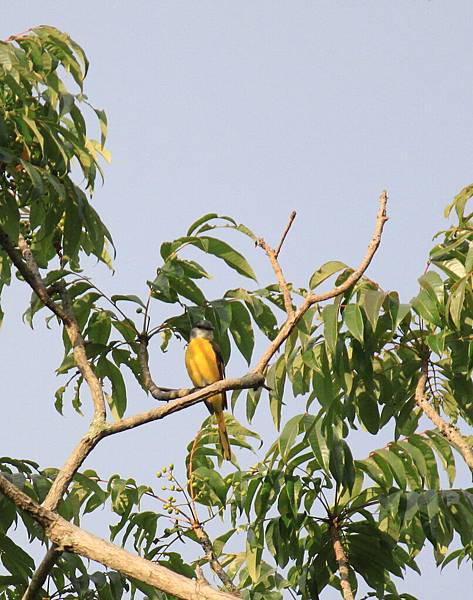 紅山椒鳥〈雌鳥〉－5