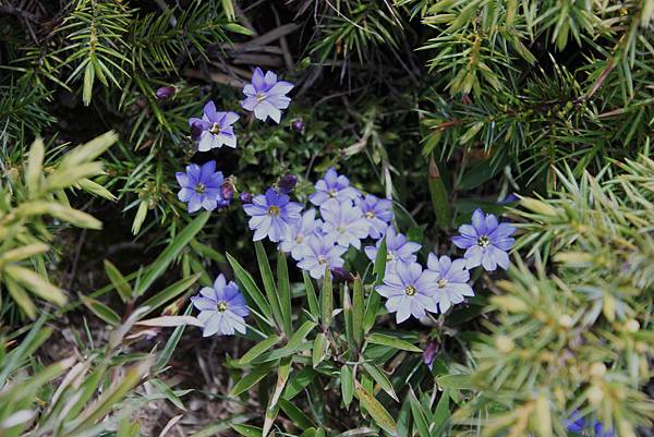 沿途阿里山龍膽已經盛開