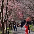 「茶園步道」別有意境