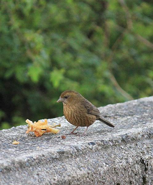 酒紅朱雀〈雌鳥〉－1