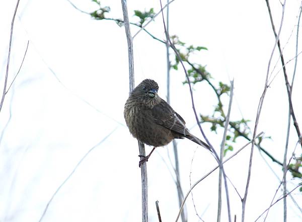 酒紅朱雀〈雌鳥〉－2