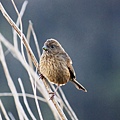 酒紅朱雀〈雌鳥〉－5