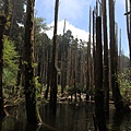 忘憂森林－921大地震造成的淹塞湖，水中的柳杉木枯死形成的景觀。－1