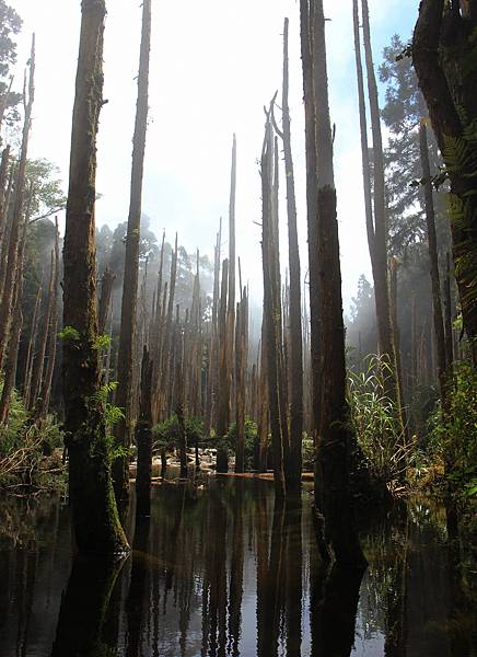 忘憂森林－921大地震造成的淹塞湖，水中的柳杉木枯死形成的景觀。－3