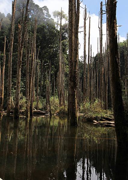 忘憂森林－921大地震造成的淹塞湖，水中的柳杉木枯死形成的景觀。－4