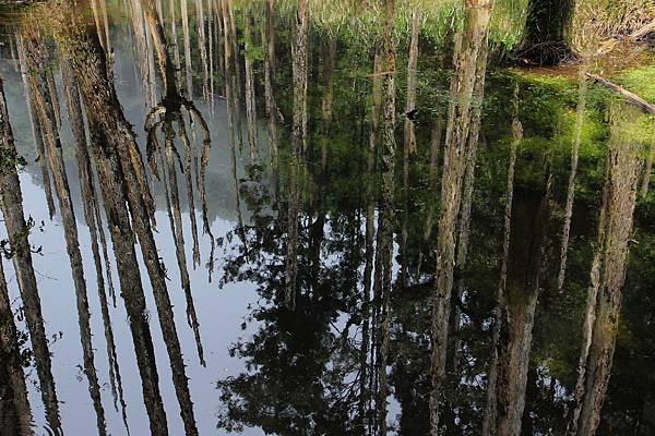 忘憂森林－921大地震造成的淹塞湖，水中的柳杉木枯死形成的景觀。－6