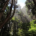 瞬間雲層覆蓋整個森林，景象的變化讓人驚艷。－1