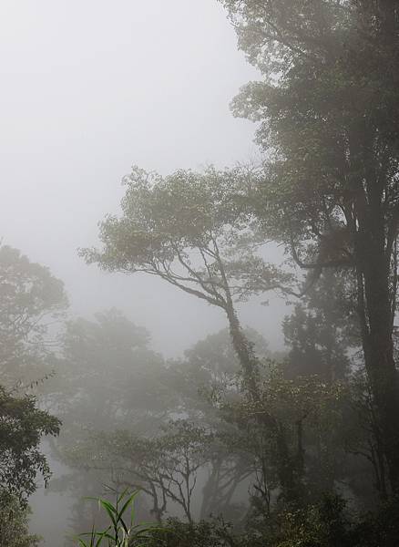 瞬間雲層覆蓋整個森林，景象的變化讓人驚艷。－2