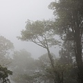 瞬間雲層覆蓋整個森林，景象的變化讓人驚艷。－2