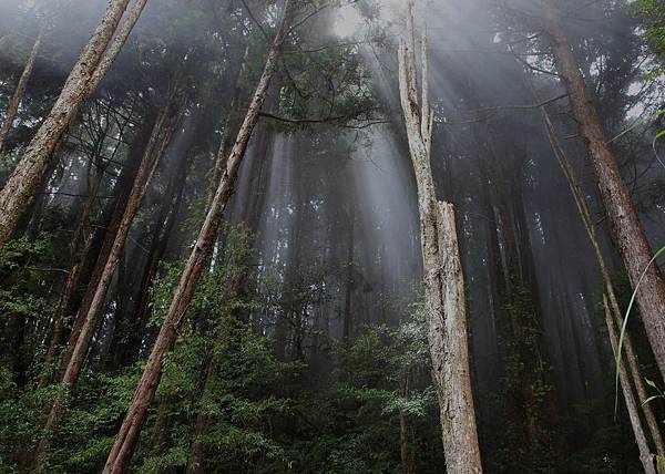 瞬間雲層覆蓋整個森林，景象的變化讓人驚艷。－3