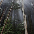 瞬間雲層覆蓋整個森林，景象的變化讓人驚艷。－3