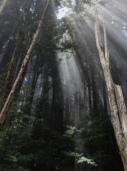 瞬間雲層覆蓋整個森林，景象的變化讓人驚艷。－4