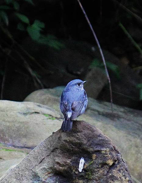 溪頭－鉛色水鶇〈鶇亞科〉雌鳥