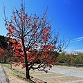 上東埔停車場旁－紅榨槭