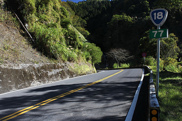  台18線往阿里山沿路可見楓紅及早開的山櫻花