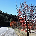 上東埔停車場旁－紅榨槭