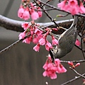 冠羽畫眉－拍自武陵山莊門口櫻花樹