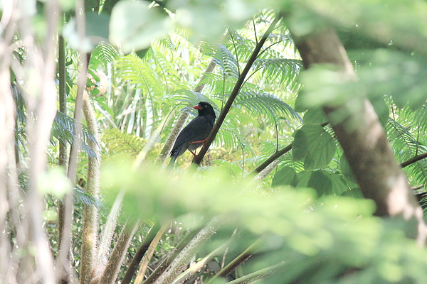 步道旁樹林中巧遇－台灣藍鵲－2
