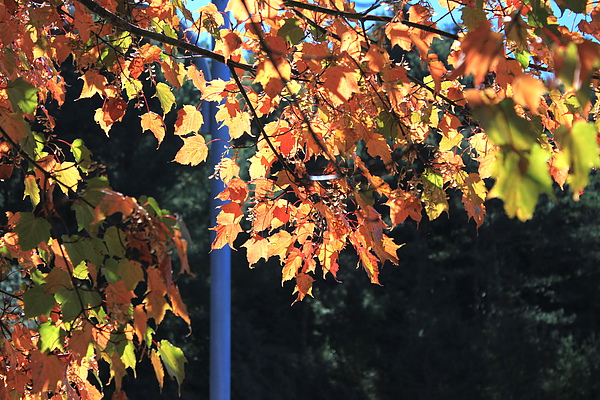 上東埔停車場旁－逆光下的紅榨槭