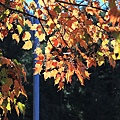 上東埔停車場旁－逆光下的紅榨槭