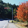 上東埔停車場旁－紅榨槭