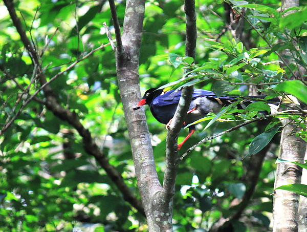 步道旁樹林中巧遇－台灣藍鵲－4