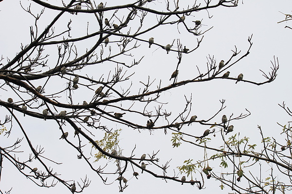  苦楝樹上的麻雀－ 1