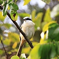 灰頭紅尾伯勞〈雄鳥〉－3