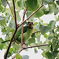 中山北路入口處巧遇－台灣烏臼樹上的五色鳥－5