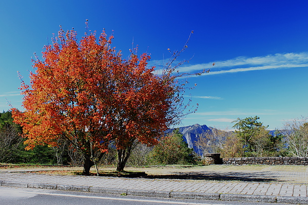 上東埔停車場旁－紅榨槭