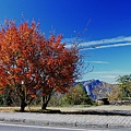 上東埔停車場旁－紅榨槭