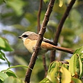 灰頭紅尾伯勞〈雄鳥〉－2