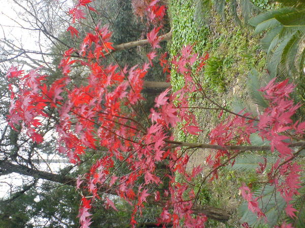 霜叶红于二月花