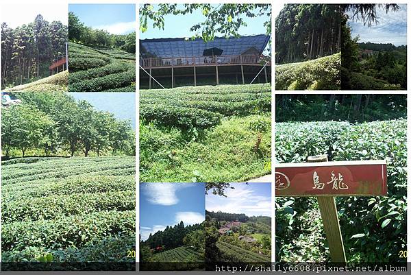 山上人家茶園美景一幅幅.jpg