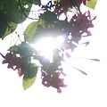 IMG_5924.JPG