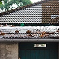 IMG_5962.JPG