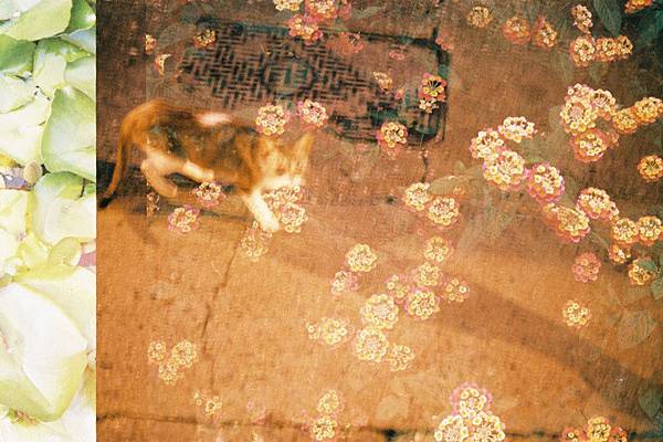 F1000003 YASHICA GSN X  OLYMPUS 35DC XFUJIFILM SUPERIA X-TRA 400 MX Shirely.JPG