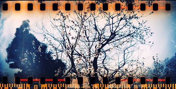 000005 Lomo Sprocket Rocket + X Fujifilm X-TRA 400