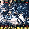 000006 Lomo Sprocket Rocket + X Fujifilm X-TRA 400