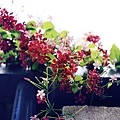 _MG_9142.JPG
