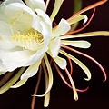 IMG_8496a.JPG