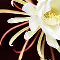IMG_8485a.JPG