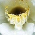 IMG_8490a.JPG