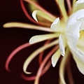 IMG_8495a.JPG