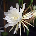 IMG_0064.jpg