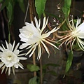 IMG_0063.jpg