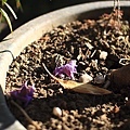 IMG_0856.JPG