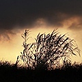 IMG_1129c.jpg