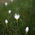 IMG_1521