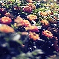 _MG_9073.JPG